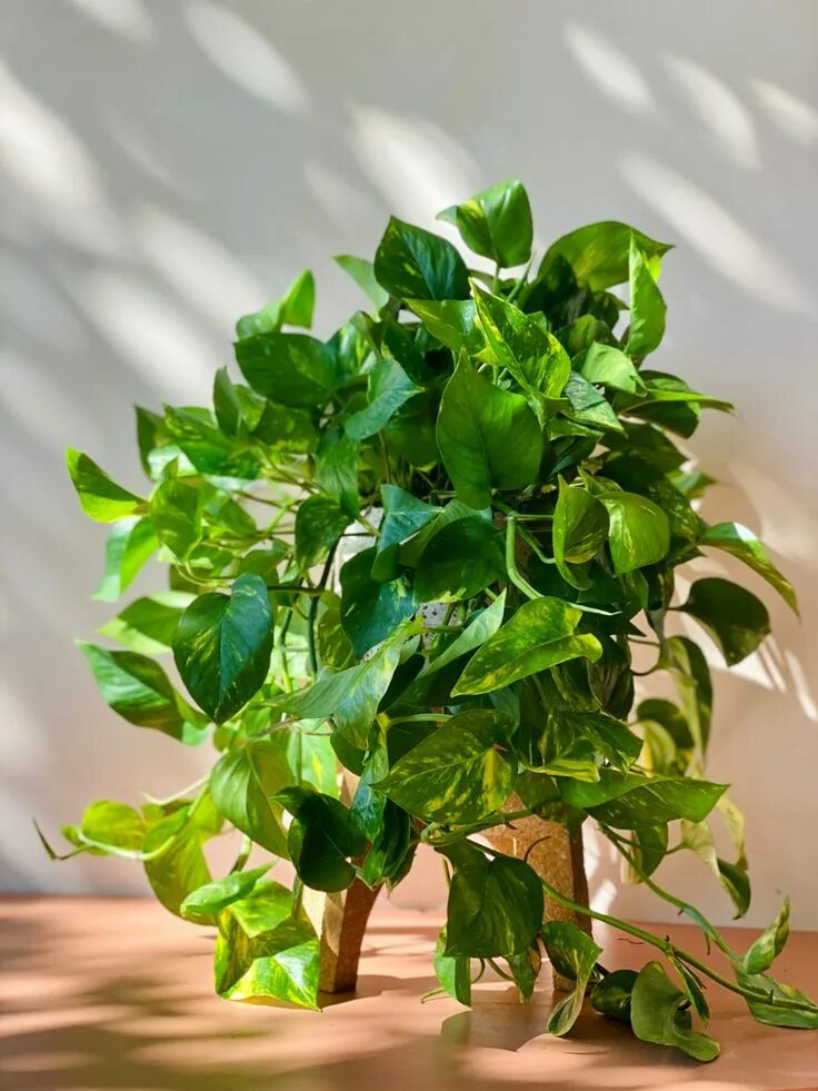 Потос растение комнатное фото 6" Golden Pothos Plants and Friends To Go Pothos plant, Golden pothos plant, Pla