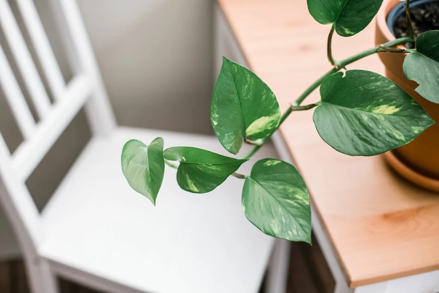 Потос растение комнатное фото Pothos: Plant Care & Growing Guide