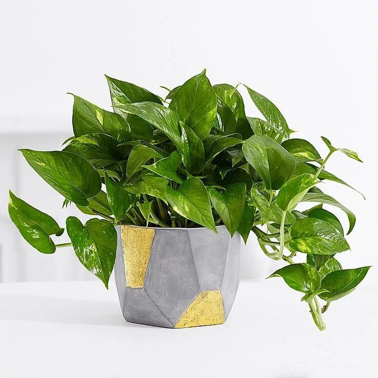 Потос растение комнатное фото This Golden Pothos tabletop plant is the perfect gift to help them breathe happi