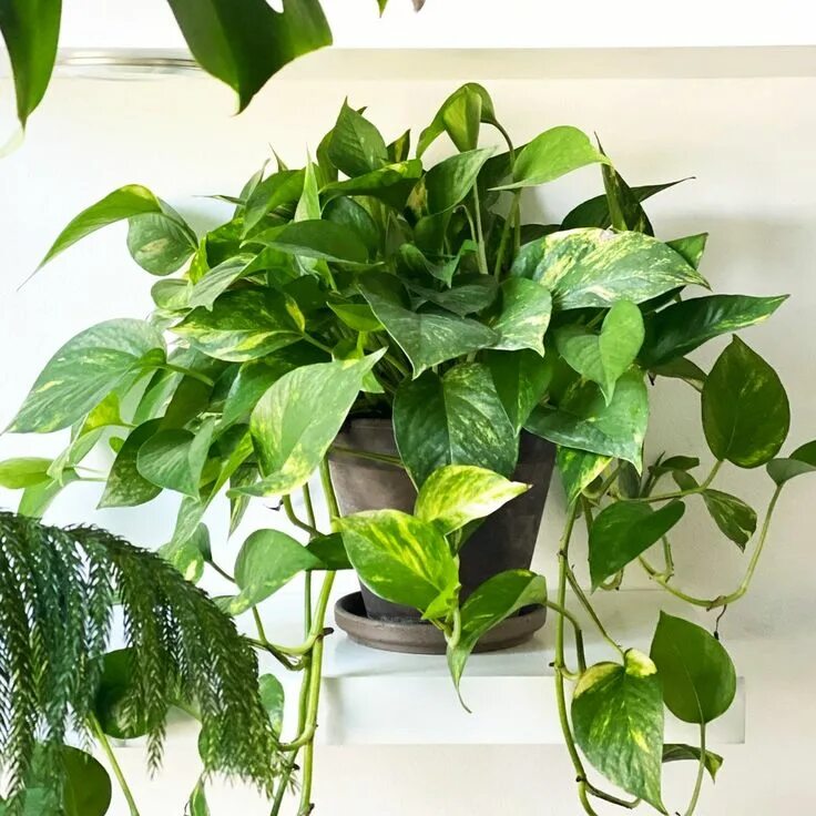 Потос растение комнатное фото Do's and Don'ts 8 Steps to New Indoor Plant Success! Plants, Indoor plants, Plan