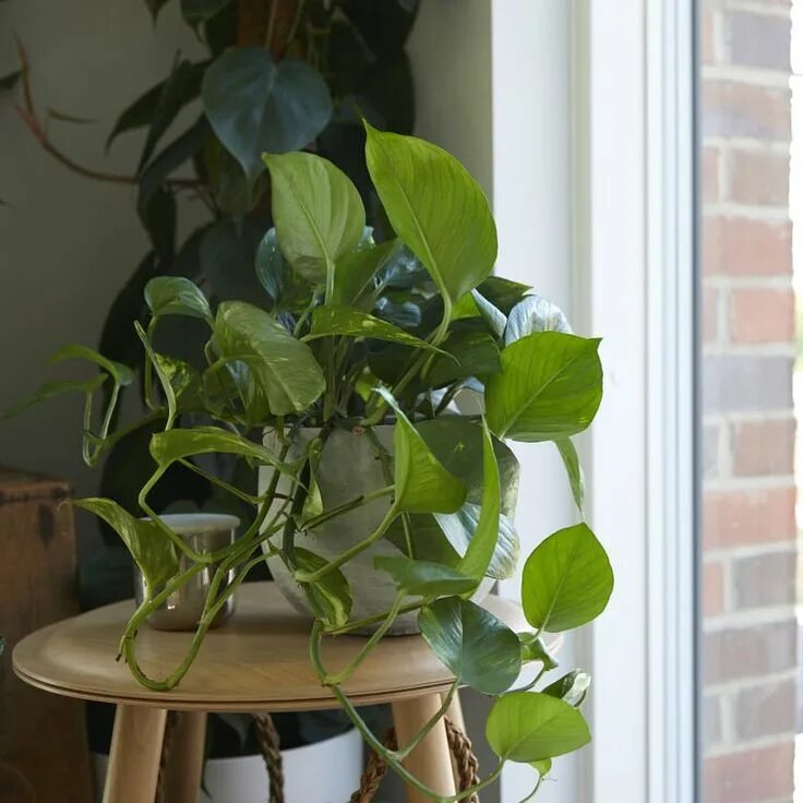 Потос растение комнатное фото Devils Ivy Golden Pothos Epipremnum aureum Indoor Plant Delivered Buy indoor pla