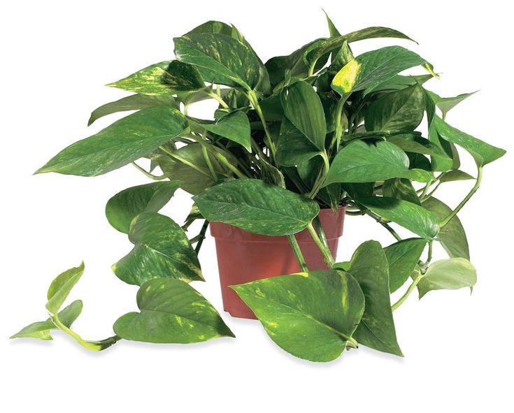 Потос растение комнатное фото Pothos plant in pot Plants, Indoor plants, Houseplants