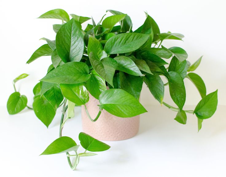 Потос растение комнатное фото Easy house plants, Plants, Philodendron