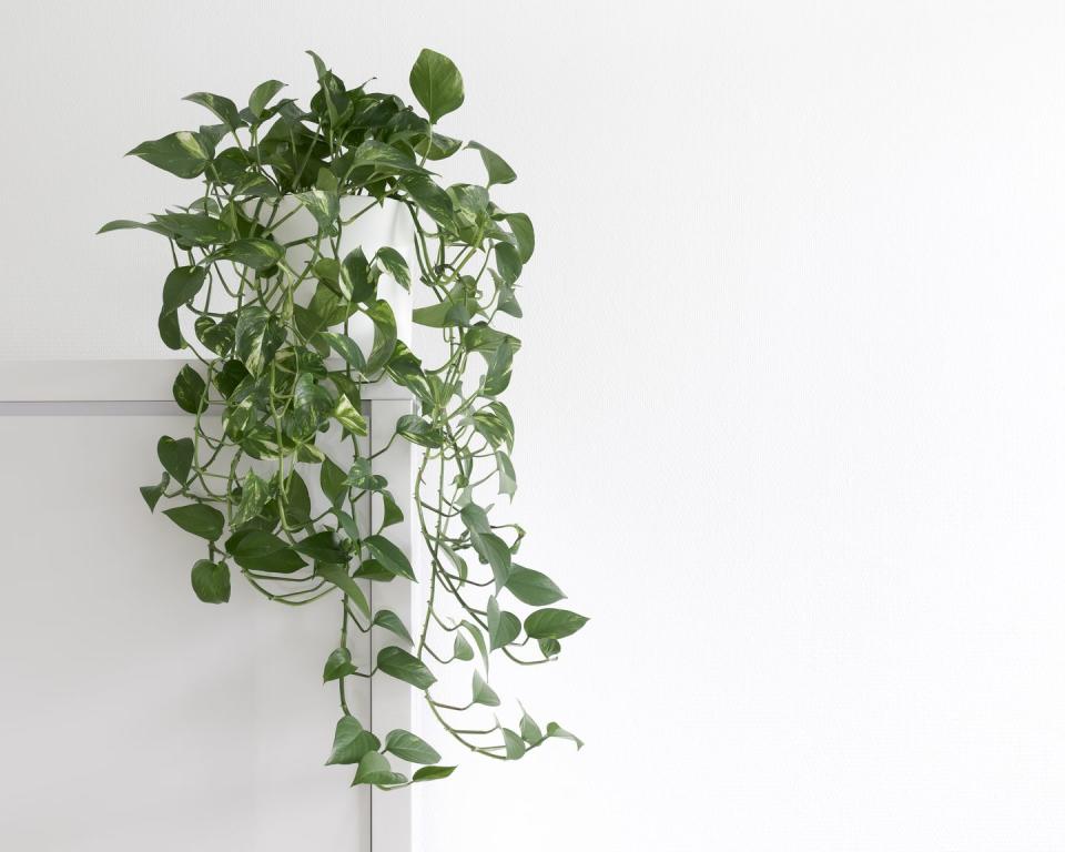 Потос растение комнатное фото These Houseplants Will Actually Thrive in Your Kitchen