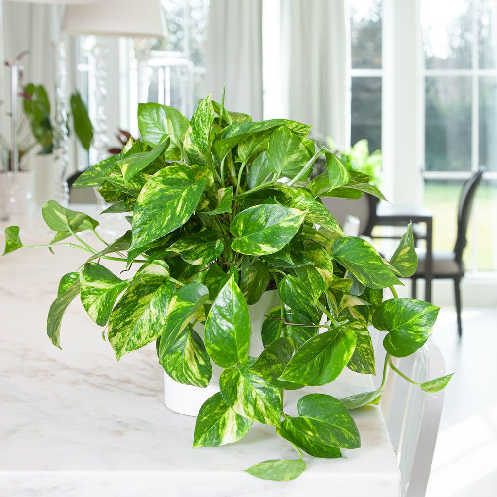 Потос растение комнатное фото 7 Steps to Get That Golden Pothos Glow! Como cuidar de plantas, Plantas, Melhore