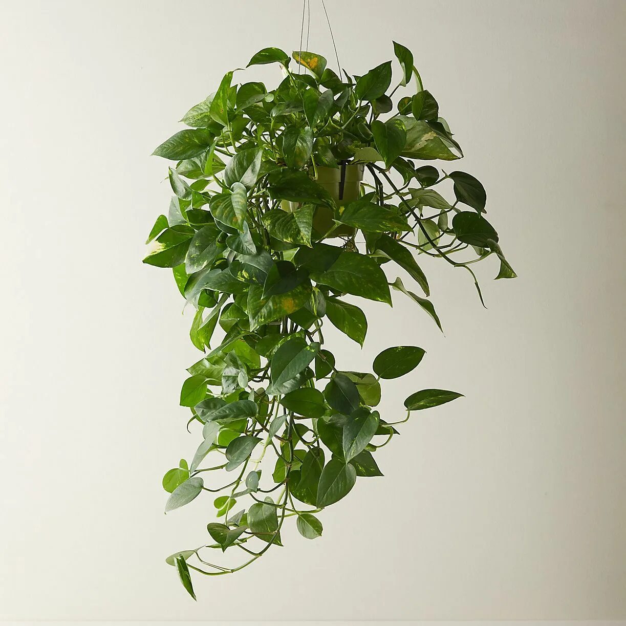 Потос растение комнатное фото Pothos Pothos plant, Plants, Planting flowers