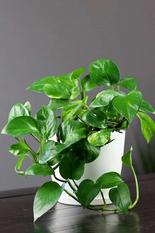 Потос растение комнатное фото 13 Indian Houseplants Best Indoor Plants For Homes In India