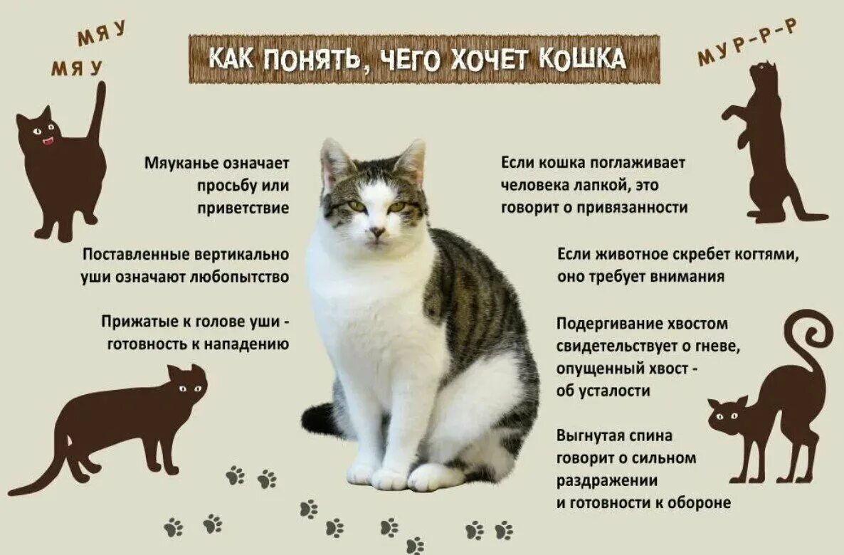 Поведение кошек фото Можно ли есть кошек - CoffeePapa.ru