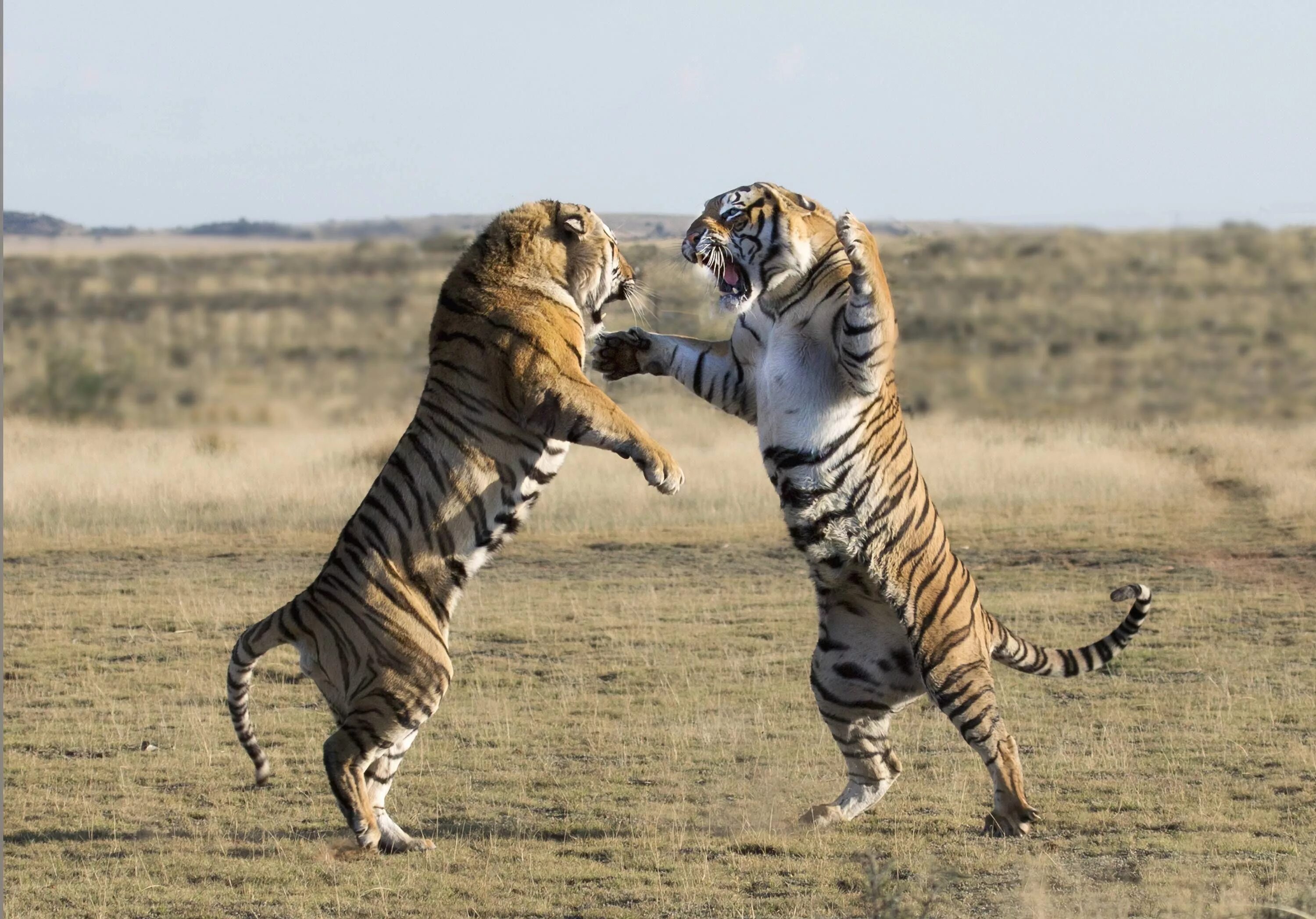 Поведение животных картинки Tiger Fight! Wild cats, Cat attack, Startled cat