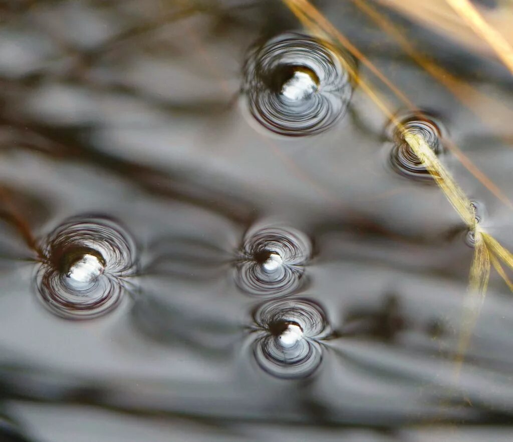 Поверхностное натяжение воды фото Wallpaper : water, reflection, metal, bubbles, drop, close up, macro photography