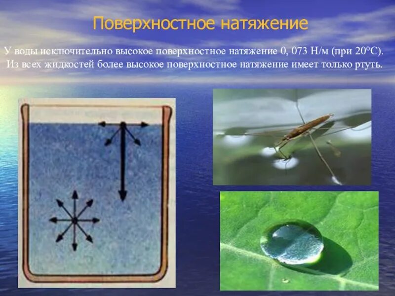 Поверхностное натяжение воды фото Поверхностное натяжение проект по физике