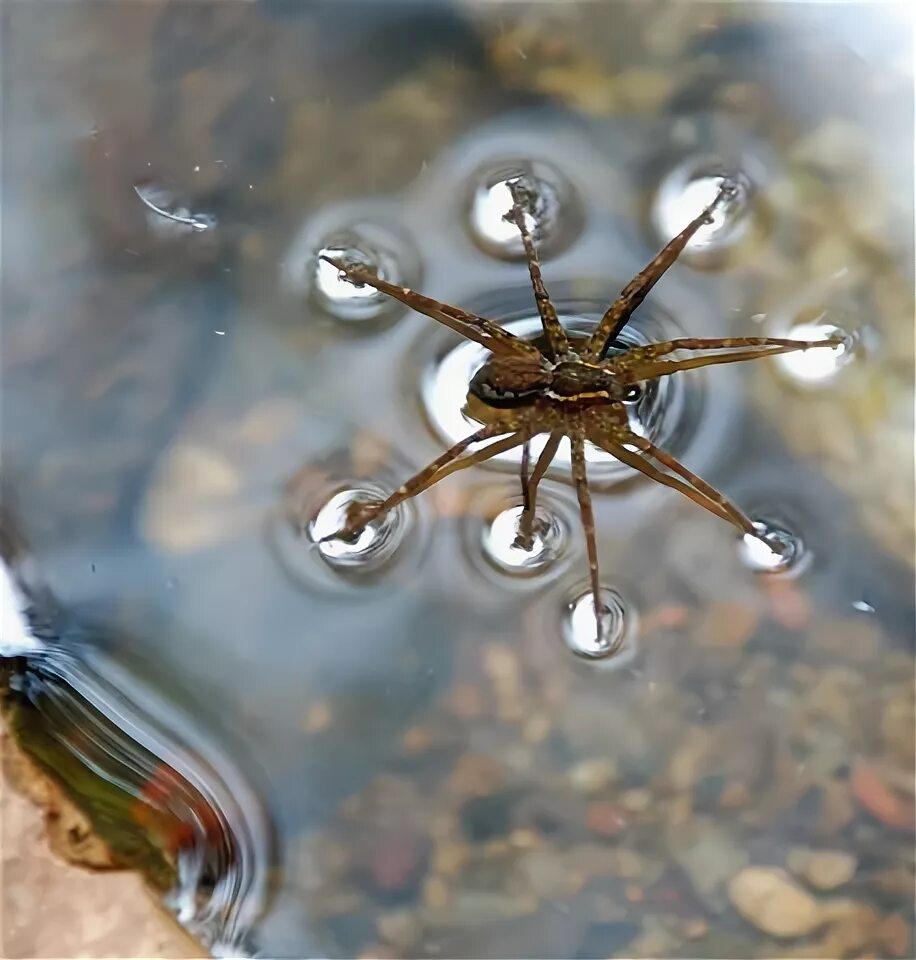 Поверхностное натяжение воды фото Surface Tension