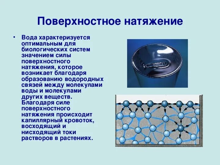 Поверхностное натяжение воды фото Презентация к уроку "Вода и её роль в жизнедеятельности клетки"