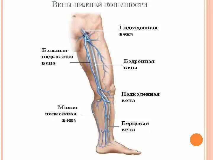 Поверхностные вены нижней конечности фото Большая глубокая вена: найдено 86 изображений