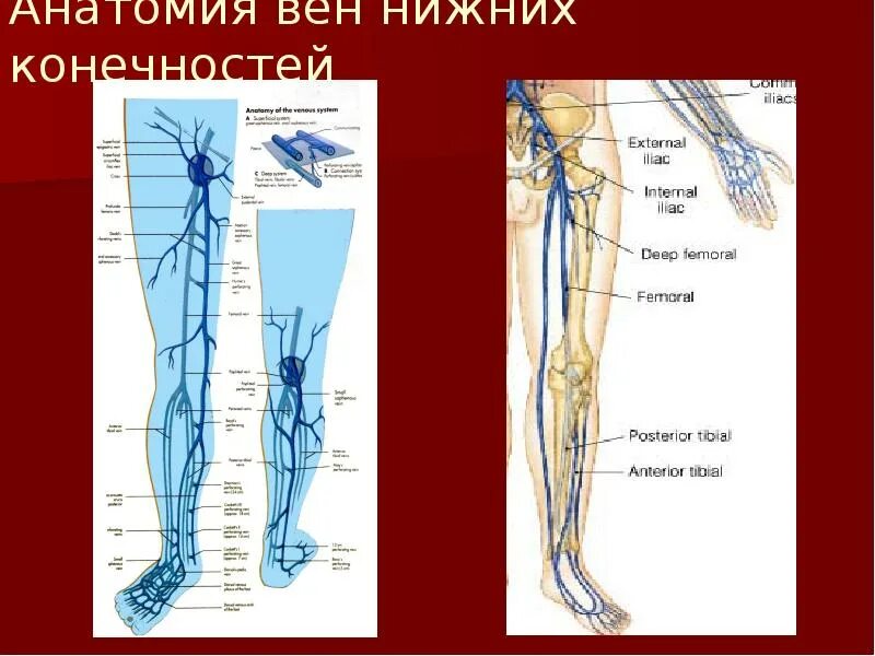 Поверхностные вены нижней конечности фото ФГБОУ ДПО "Санкт-Петербургский институт усовершенствования врачей-экспертов