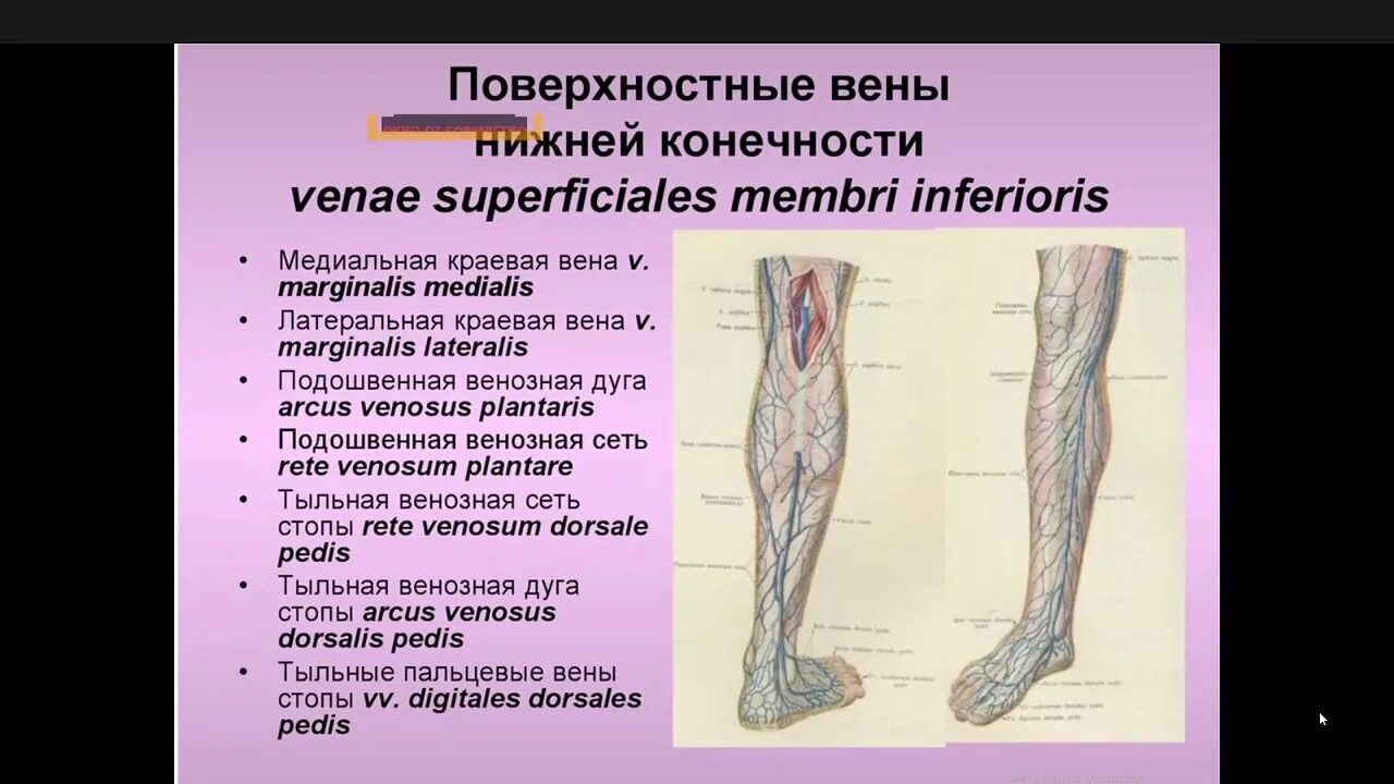 Поверхностные вены нижней конечности фото Полые Вены, 09.12.20 - YouTube