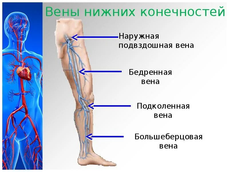 Поверхностные вены нижней конечности фото Сердечно-сосудистая система