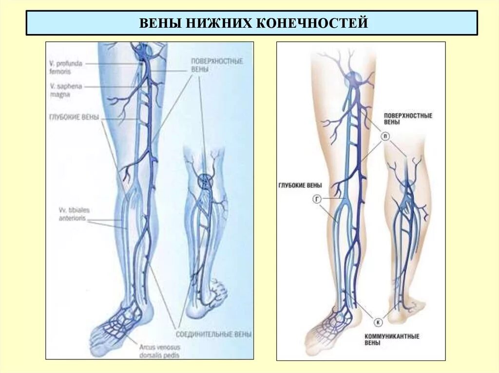 Поверхностные вены нижней конечности фото Внутренние вены нижних