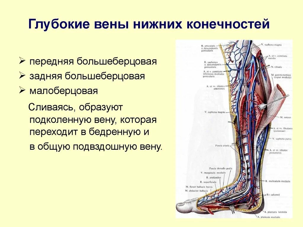 Поверхностные вены нижней конечности фото Глубокие поверхностные вены