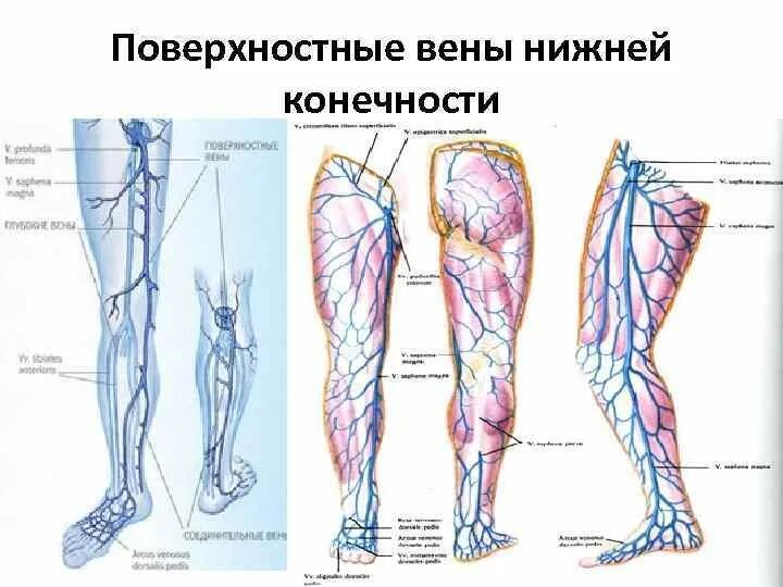 Поверхностные вены нижней конечности фото Глубокими венами нижней конечности являются: найдено 79 изображений