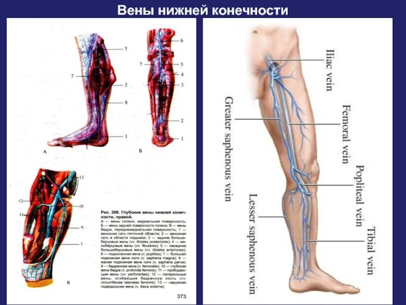 Поверхностные вены нижней конечности фото Венозная нижних конечностей