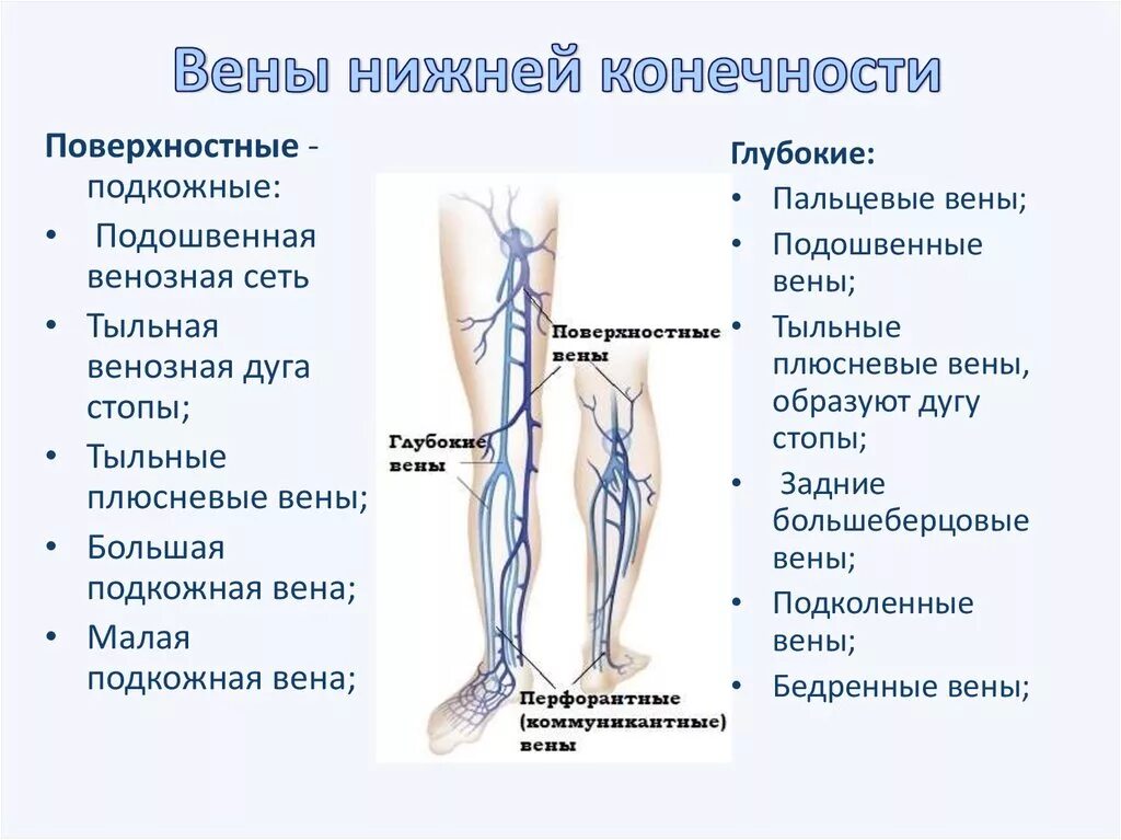 Поверхностные вены нижней конечности фото Особенности строения нижних конечностей: найдено 69 изображений