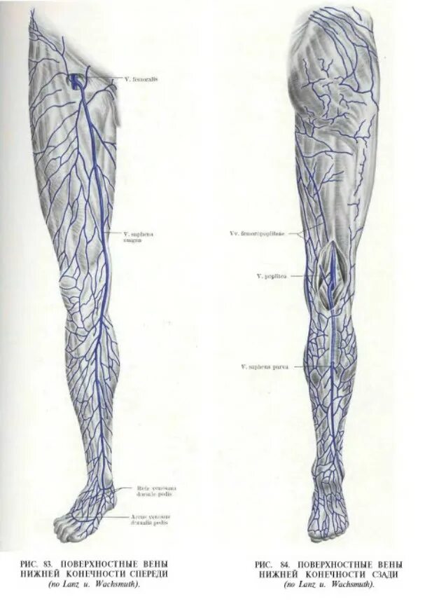 Поверхностные вены нижней конечности фото Анатомия в терминах - 4 (18+) Doctor of Sciences