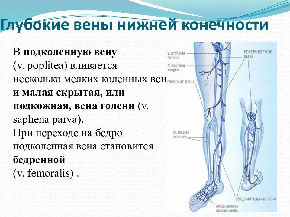 Поверхностные вены нижней конечности фото Большая вена ноги