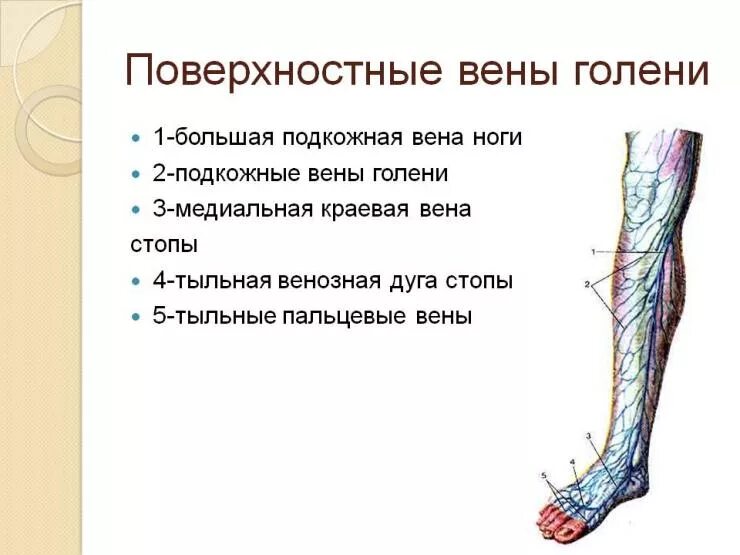 Поверхностные вены нижней конечности фото Бедренная вена, подколенная артерия и другие сосуды нижних конечностей mosspravk