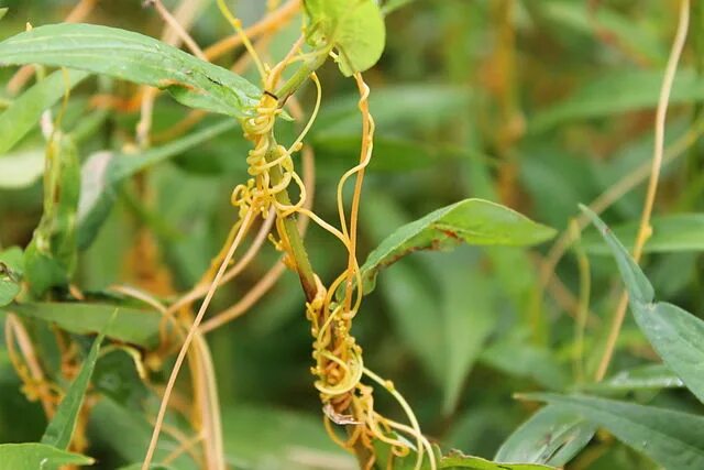 Повилика это растение паразит как выглядит Evil talking plants communicate by DNA - Science & Technology - Sott.net