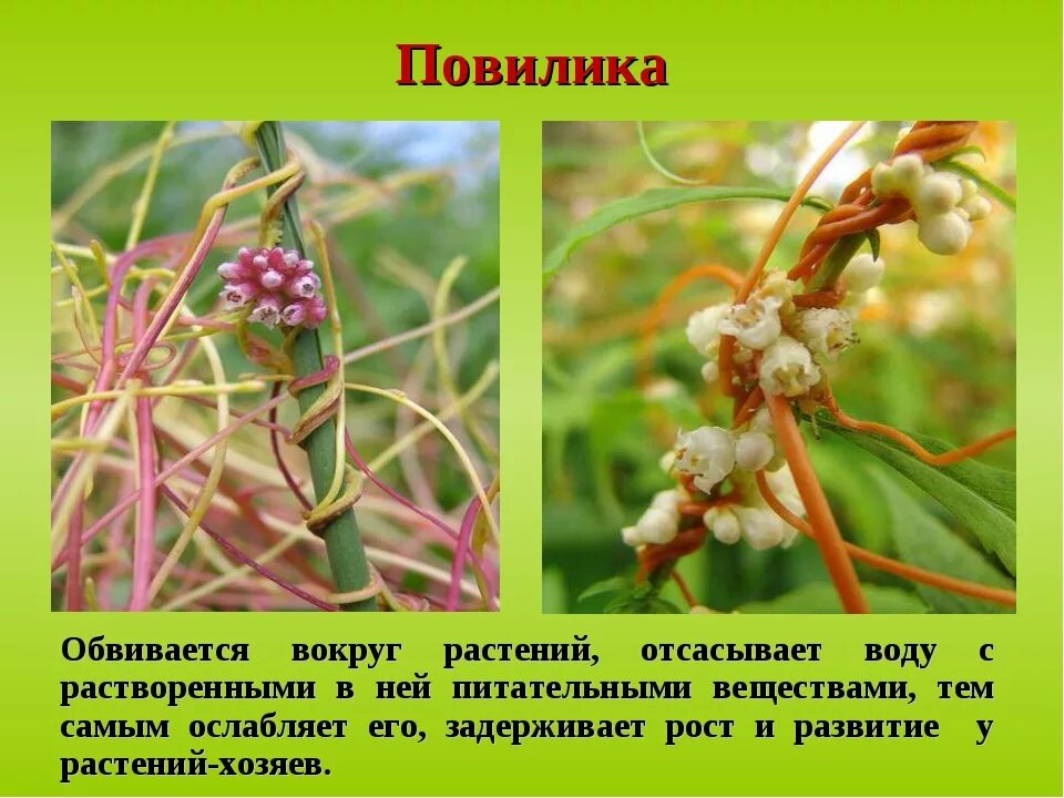 Повилика это растение паразит как выглядит Повилика растение паразит фото и описание: найдено 83 картинок