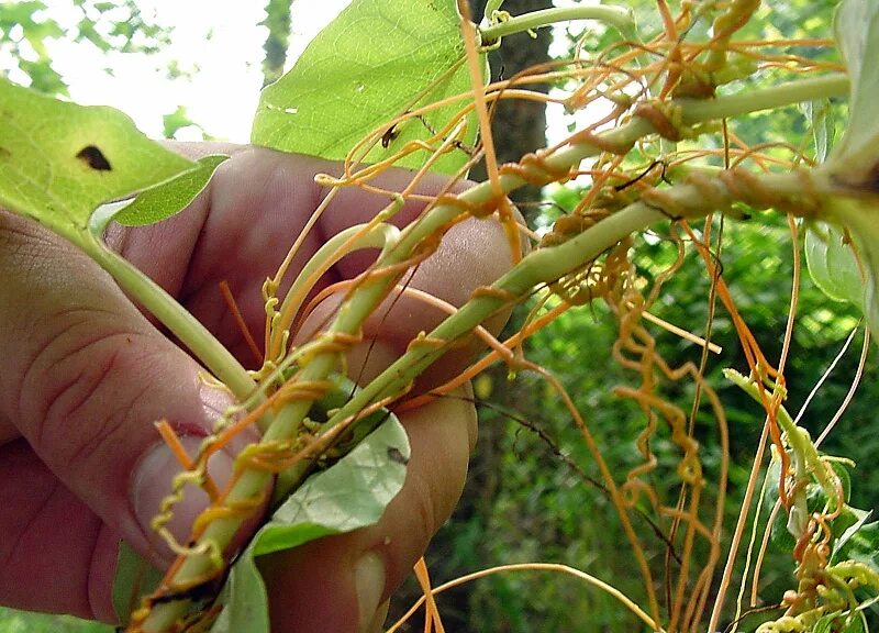 Повилика это растение паразит как выглядит File:Cuscuta fg03.jpg - Wikimedia Commons