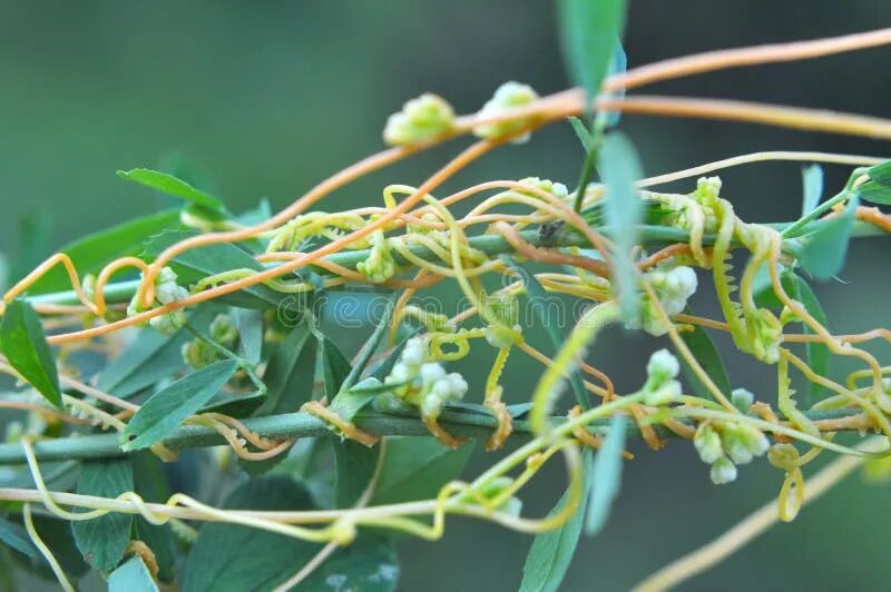 Повилика это растение паразит как выглядит The Parasitic Plant Cuscuta Grows among Crops Stock Image - Image of wild, dense