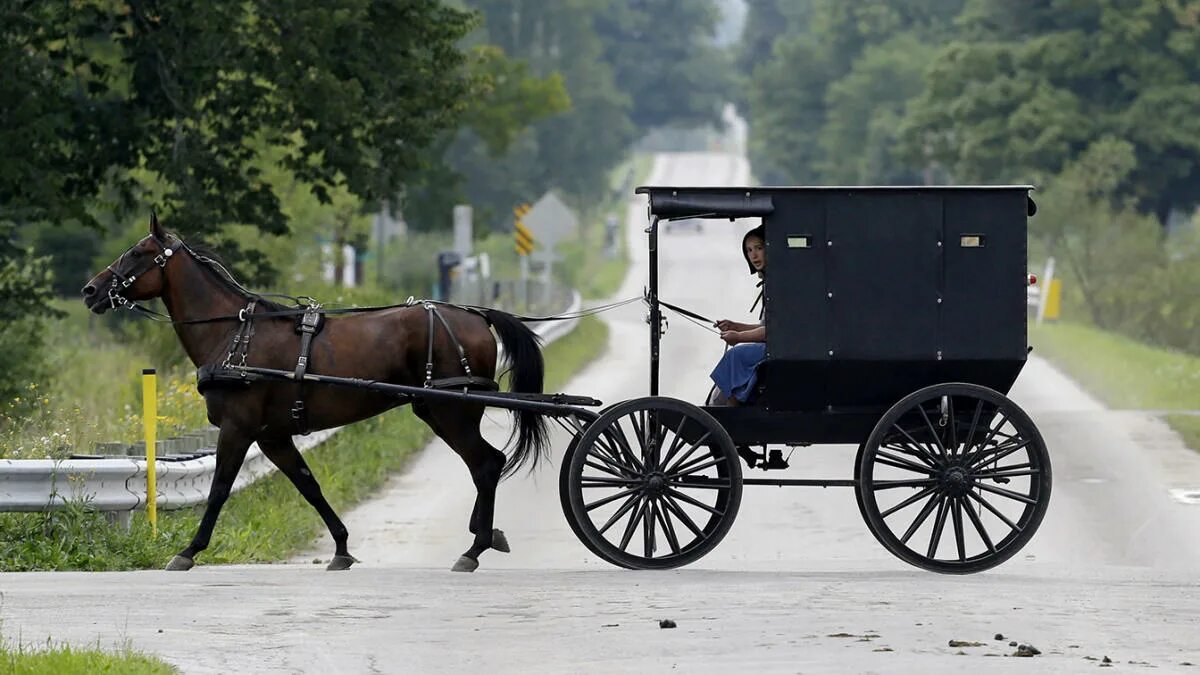 Повозка с лошадью фото What we can learn from the Amish about coronavirus