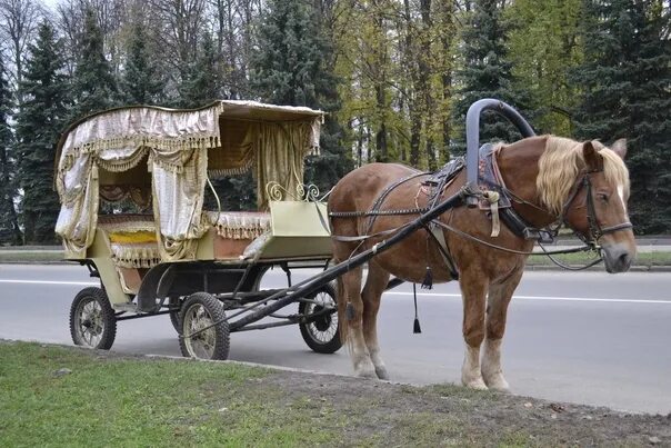 Повозка с лошадью фото Новую Toyota Camry за полтора миллиона купит ветеринария Новосибирской области У