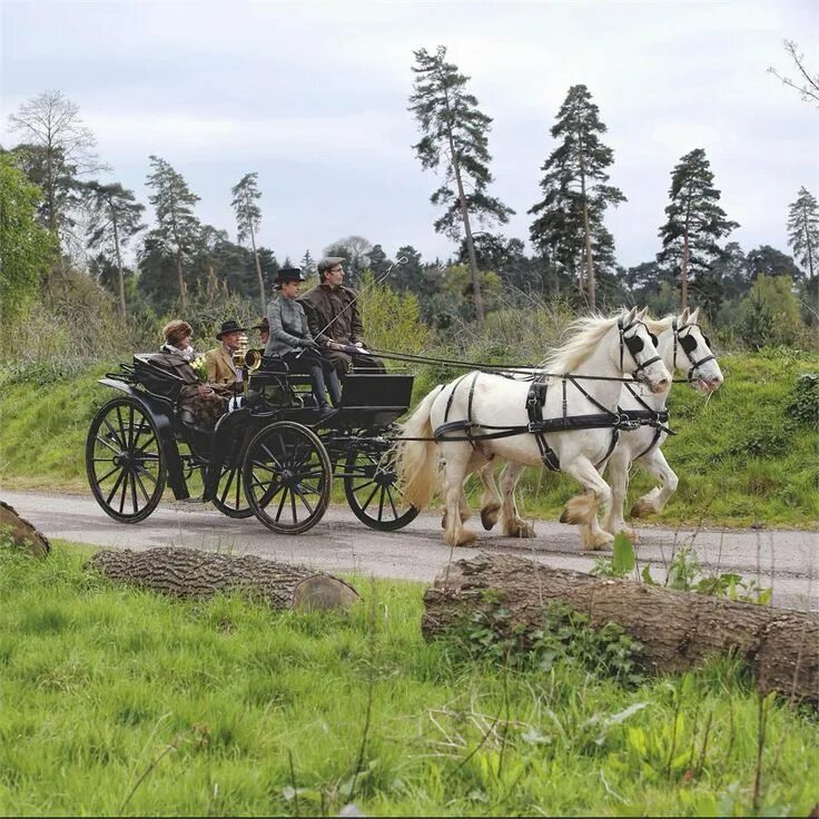Повозка с лошадью фото Unusual Wedding Cars: 13 Quirky Options to Arrive in Style Horses, Horse carriag