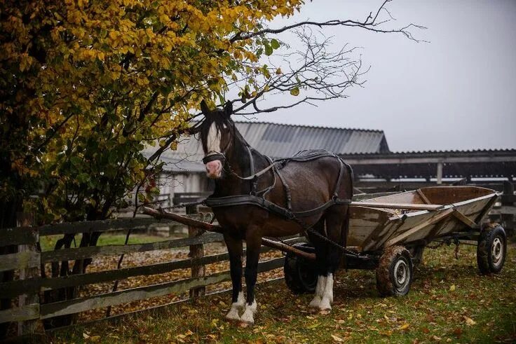 Повозка с лошадью фото Запряженная в телегу лошадь Clydesdale horses, Horses, Clydesdale
