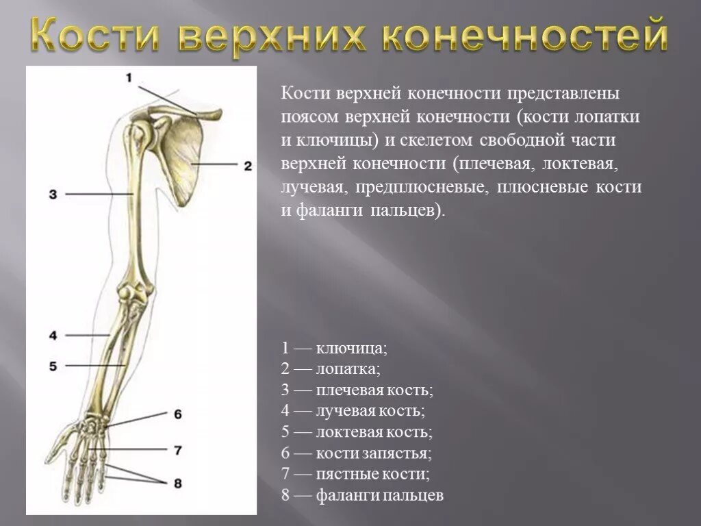 Пояс верхних конечностей фото Картинки СКЕЛЕТ ВЕРХНЕЙ КОНЕЧНОСТИ ЧЕЛОВЕКА СОСТОИТ