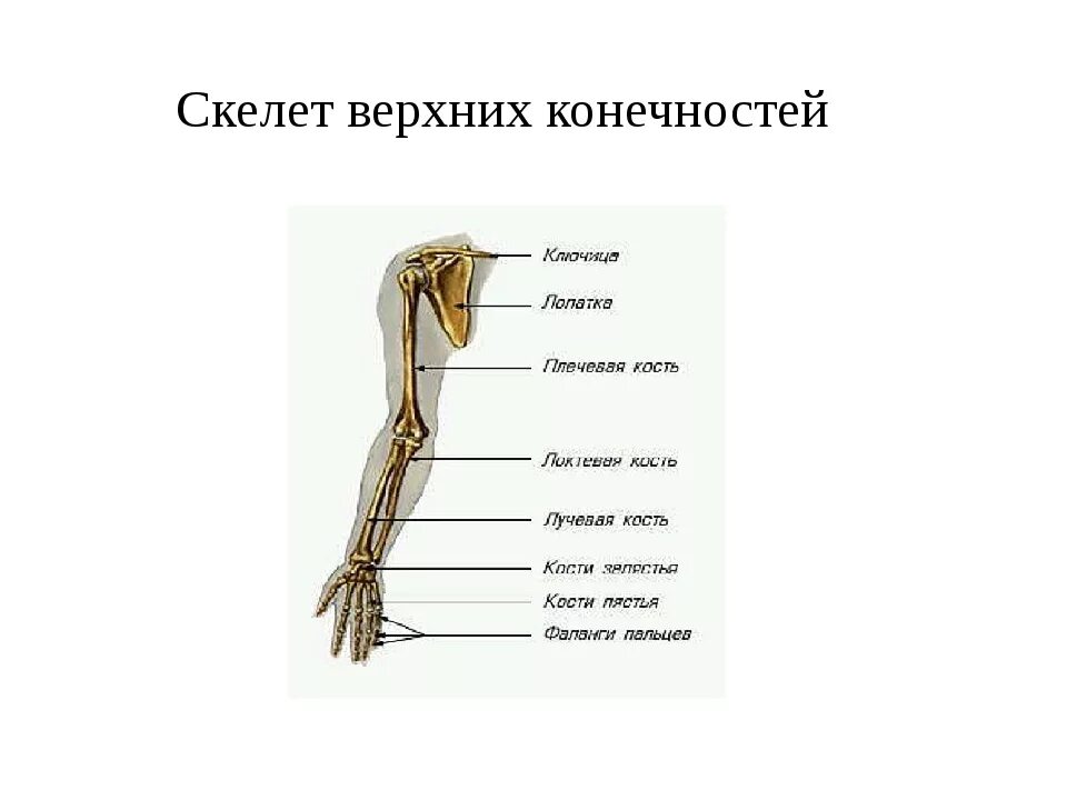 Пояс верхних конечностей фото Установите последовательность соединения костей скелета