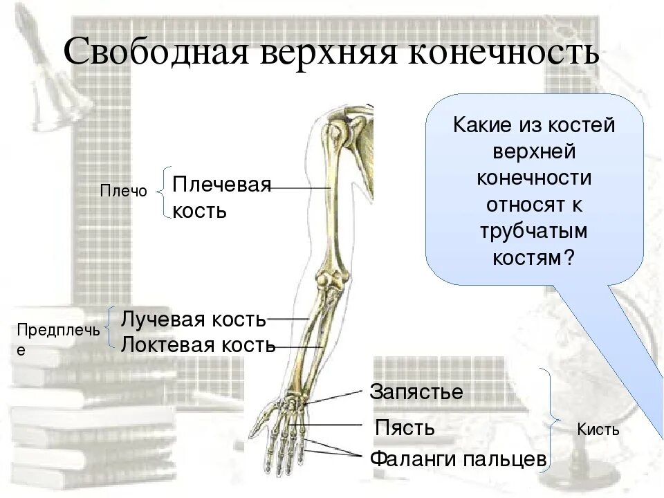 Пояс верхних конечностей фото Картинки КОСТИ ВЕРХНЕЙ КОНЕЧНОСТИ ПЛЕЧО