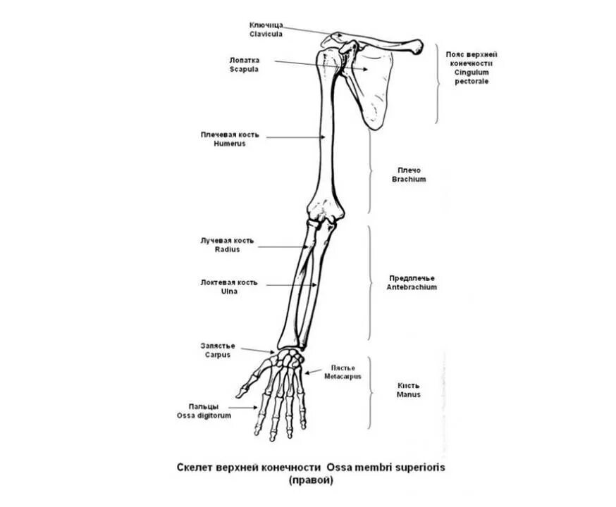 Пояс верхних конечностей фото Суставы верхних конечностей