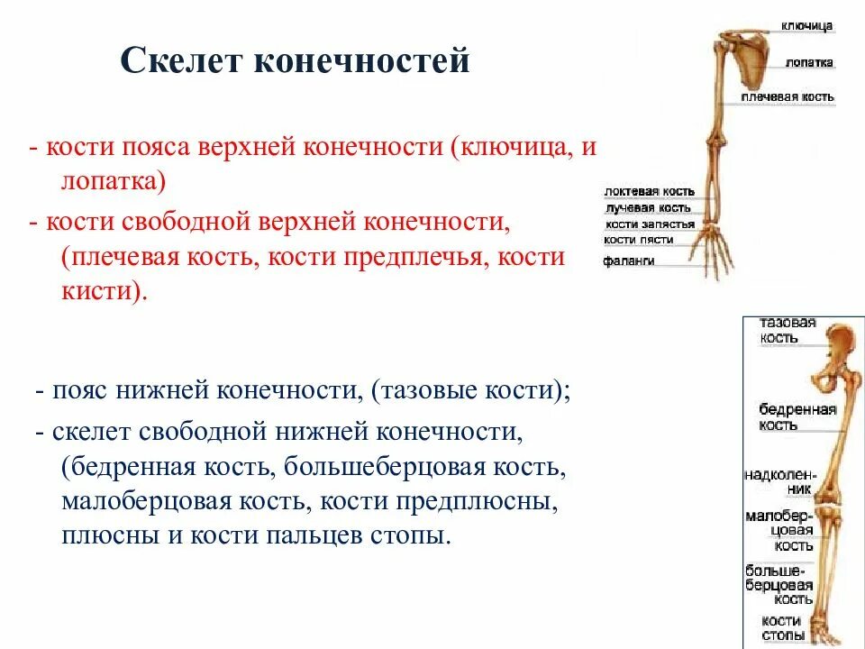 Картинки КОСТИ ВЕРХНЕЙ КОНЕЧНОСТИ ПЛЕЧО