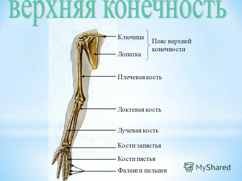 Пояс верхних конечностей фото Презентация на тему: "Зачем человеку скелет? "Чтобы нашу кожу он держал"". Скача