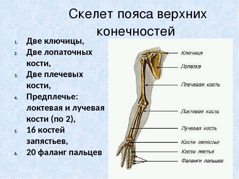 Пояс верхних конечностей фото Картинки СКЕЛЕТ ВЕРХНЕЙ КОНЕЧНОСТИ СТРОЕНИЕ И СОЕДИНЕНИЕ