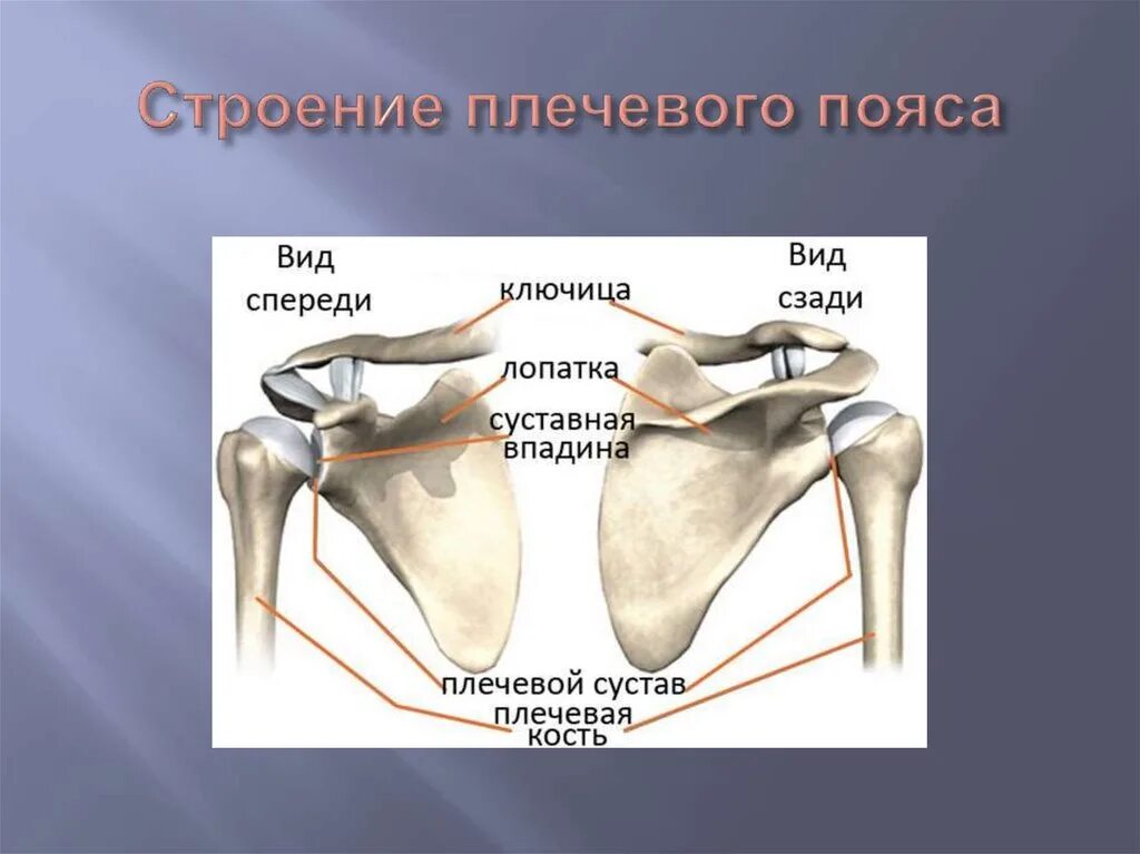 Пояс верхних конечностей фото Костная система - Биология - СУЗ