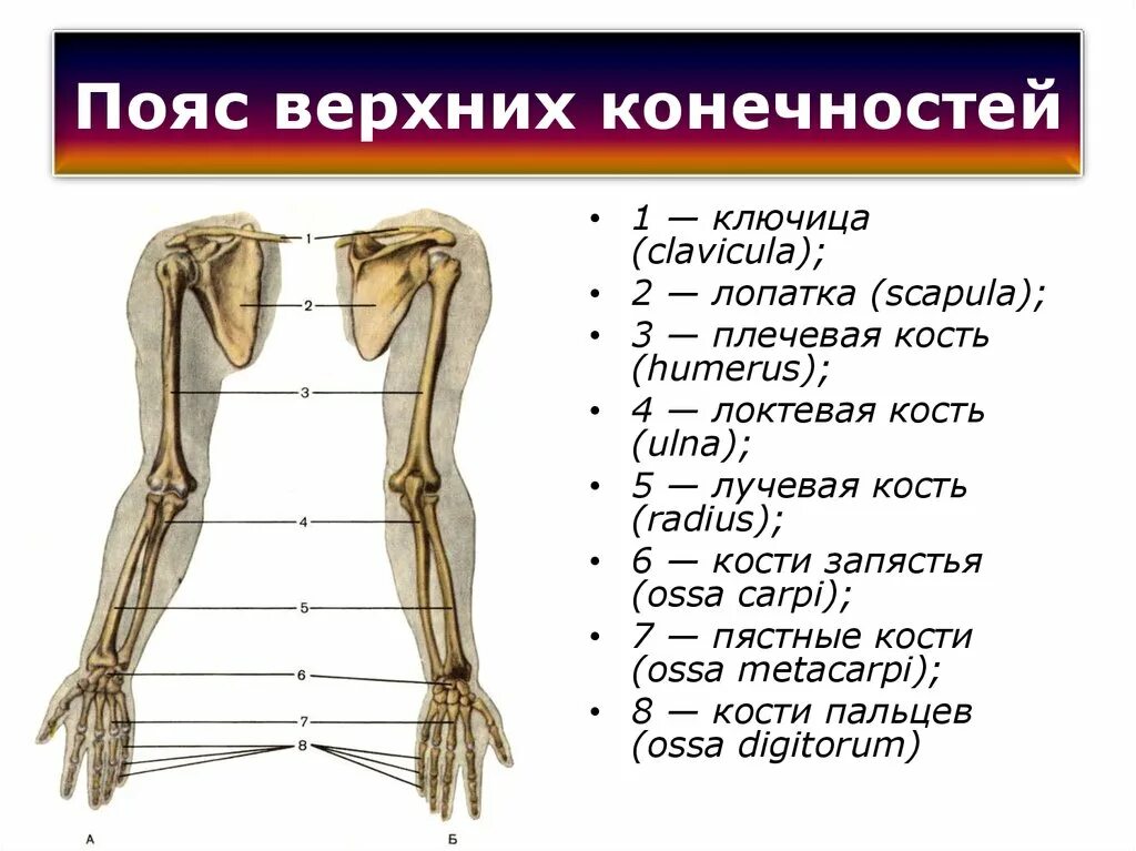 Пояс верхних конечностей фото Какие кости входят в состав поясов конечностей