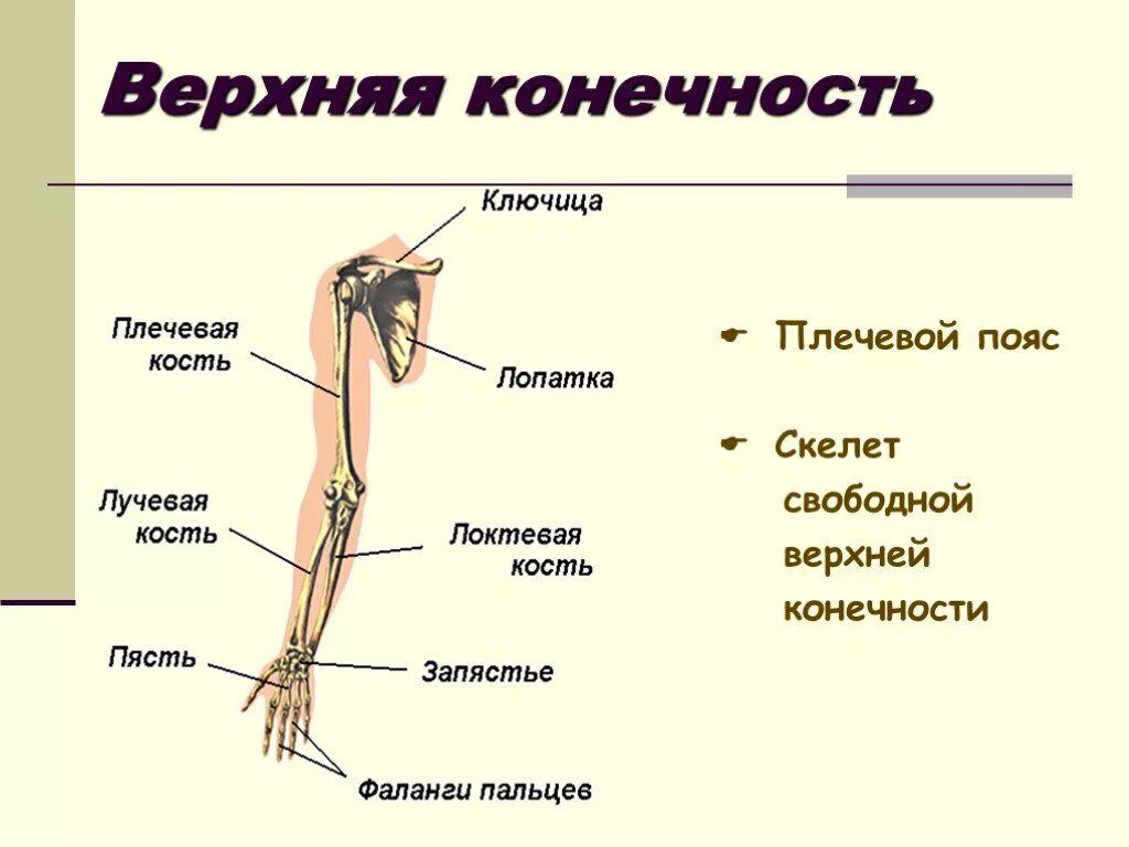 Пояс верхних конечностей фото Картинки КОСТИ КОНЕЧНОСТЕЙ ОТНОСЯТСЯ К КОСТЯМ