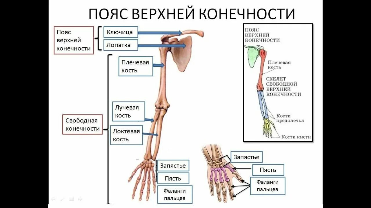 Пояс верхних конечностей фото ВЕРХНИЕ КОНЕЧНОСТИ - YouTube