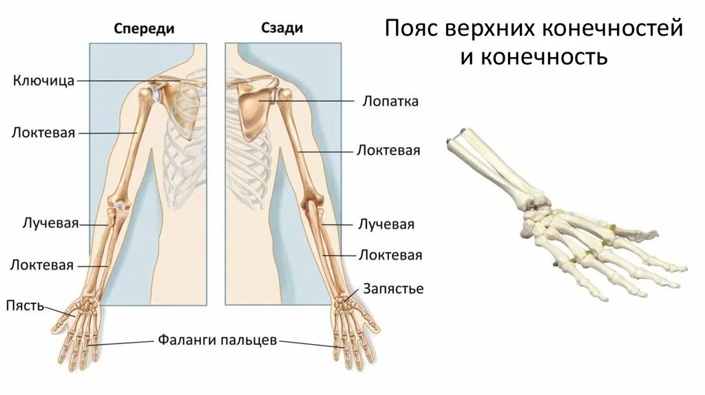 Пояс верхних конечностей фото Картинки ПОЯС ВЕРХНЕЙ КОНЕЧНОСТИ ОБРАЗОВАН КОСТЯМИ