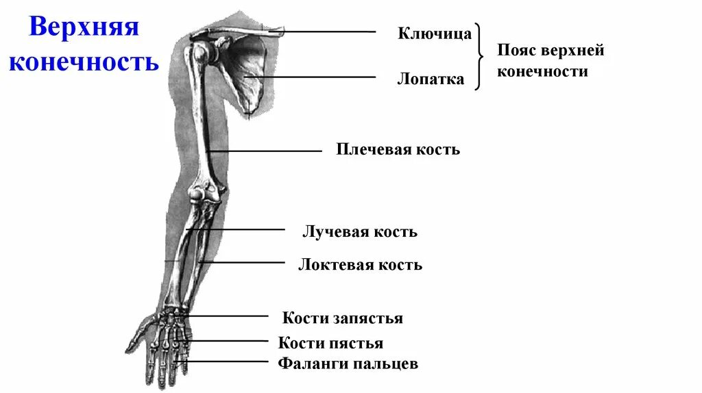 Пояс верхних конечностей фото Картинки КОСТИ ВЕРХНЕЙ КОНЕЧНОСТИ ПЛЕЧО